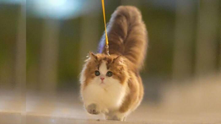 กระรอกบ้านไหนวิ่งเร็วขนาดนี้【คลิปสั้น】