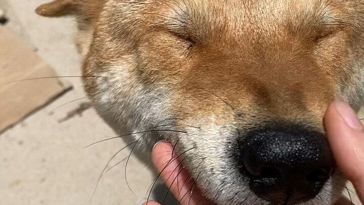 Obsequious Huang Huang～