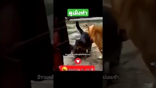 ดูเมิงทำ