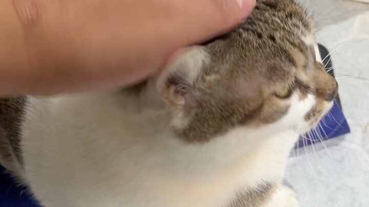 我说煤球的声音咋变了