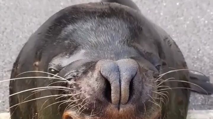 Singa laut makan ikan begitu cepat sampai dia sendiri jadi malu!