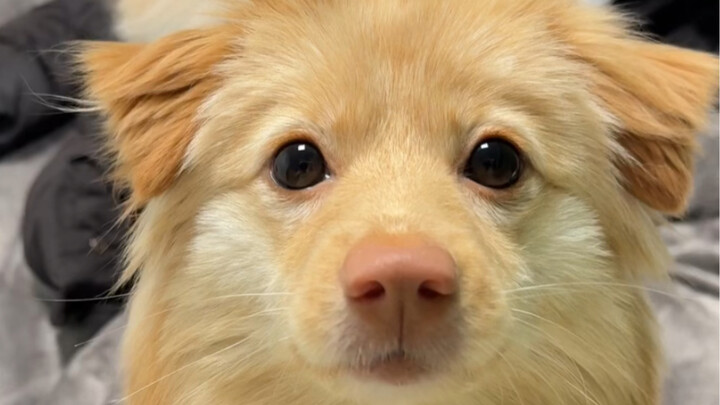 Keeping a puppy is like keeping a whole zoo.