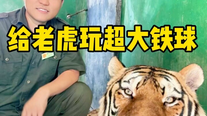 Đánh vào World Cup chính là nhờ các "hổ" rồi!