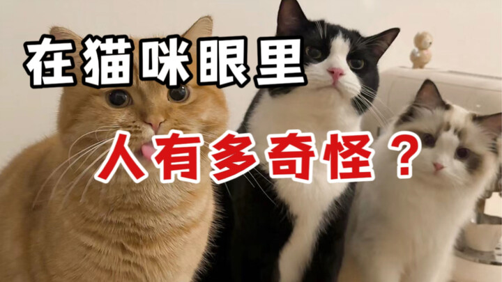 Trong mắt mèo, con người kỳ lạ đến mức nào?!