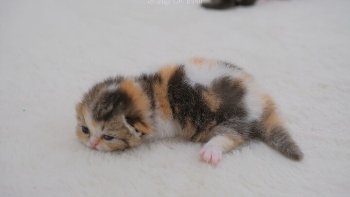 Kepala anak kucing kecil terlalu berat, nggak kuat lagi nahan!