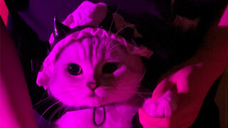 Please enjoy Nai Cake’s crazy cat show