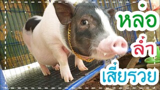 น้องรวยจอมซน🐷 ไอ้หมูตอน555🐖🤭🤣😂😅
