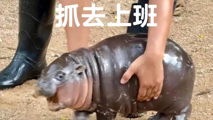 Ai mà ngờ được chú heo nhảy tưng bừng thường xuyên “đâm đầu vào trời đất, đâm cả vào không khí” lại 