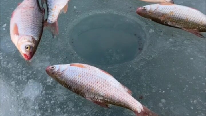 Memancing di waduk yang membeku, hasilnya lumayan