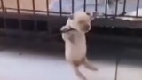 [Động vật] Tổng hợp video vui nhộn của các thánh hài bốn chân