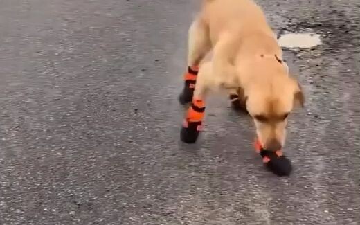 The dogs are walking all over the place because it’s their first time wearing shoes—are these four p