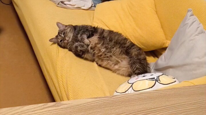 Miaomiao, I can't get up unless Auntie pets me.