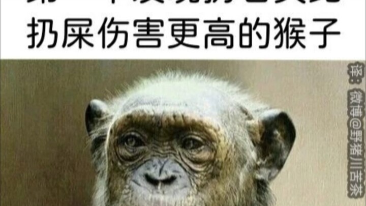The first monkey to discover that throwing stones does more damage than throwing poop: …