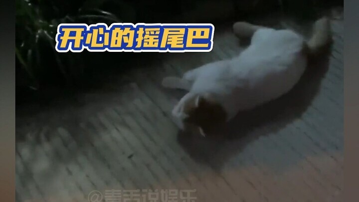 Making Friends the Cat Way