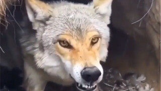 Videos from a camera found in the wild