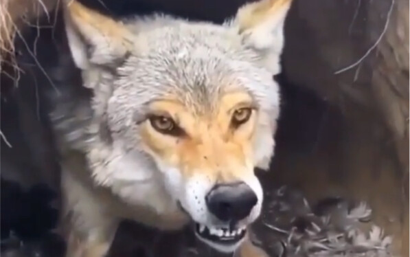 Videos from a camera found in the wild