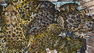 Bị Trộ.m Ghé Thăm Khi Đi Săn Đêm Ở Biên Giới Một Mình Trúng Bầy Ếch Khủng