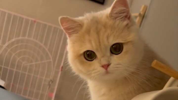 The world is falling apart, but the little cat just mends it piece by piece!