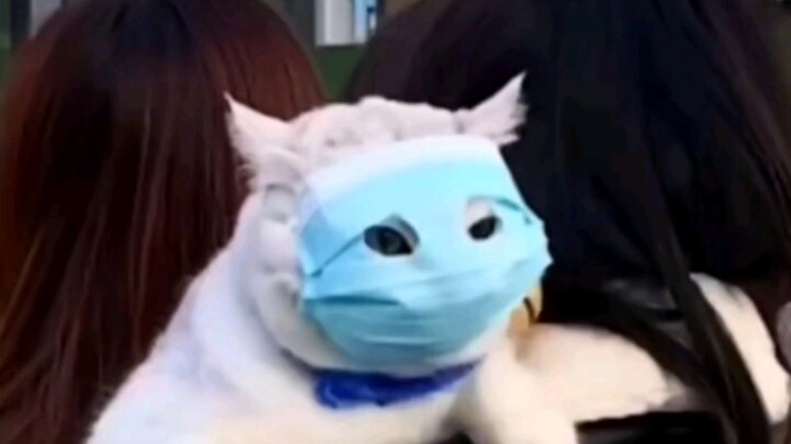 《ซูเปอร์ฮีโร่แมวหน้ากาก》