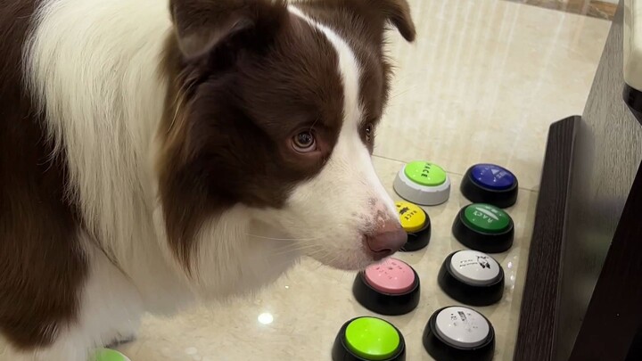 Yuzai chews everything slowly and thoroughly.