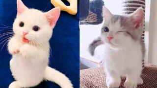 Best Kittens Videos - Am I So Cute Ep 17