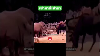 ^มีรวมคลิปเต็มชุดนี้กดดูลิงค์ด้านบนเลยจ้า^ เข้ามาดี้เข้ามา