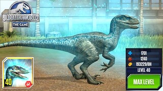 BLUE NEW VELOCIRAPTOR MAX LEVEL 40. Blue Feeding, Petting, Blue Battle | Jurassic World The Game
