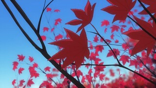 Non Non Biyori ss1|tập 8|vietsub|