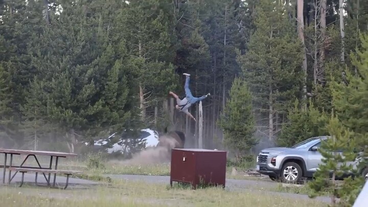 Công viên Yellowstone, Mỹ: Du khách bị bò rừng húc bay 2,5 mét, gây thương tích nặng