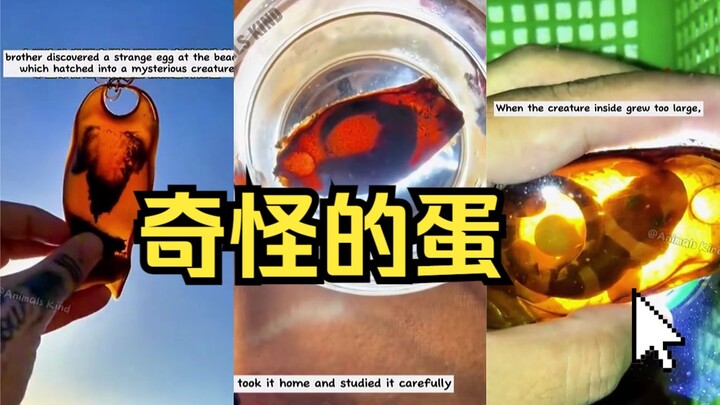 !! وجدت بيضة غريبة على الشاطئ