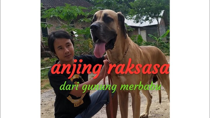 The biggest dog in central java, Indonesia. Hero the great dane.