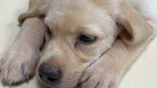 Chú chó Labrador nhỏ nhặt được lại vào viện nữa rồi… Quái vật nuốt vàng bốn chân