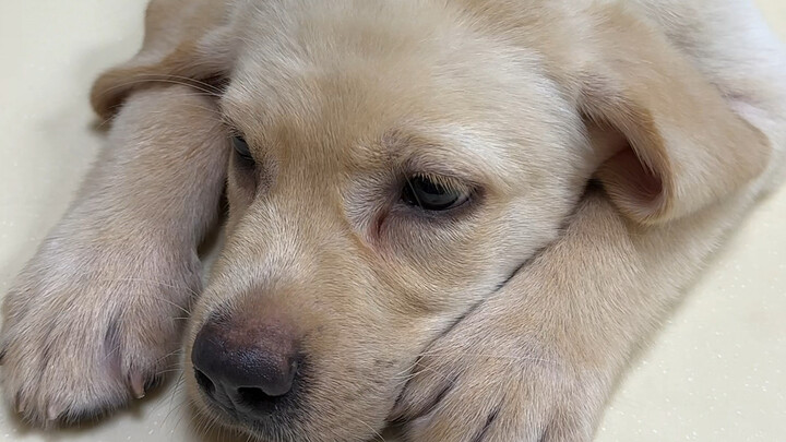 اللابرادور الصغير الذي وجدته يدخل المستشفى مرة أخرى... وحش بأربع أقدام يبتلع الذهب!