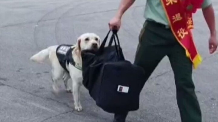 The only time a military dog disobeyed an order