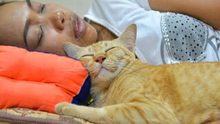 Purr-fectly Cozy: Cute Cats Cuddling and Napping with Their Humans