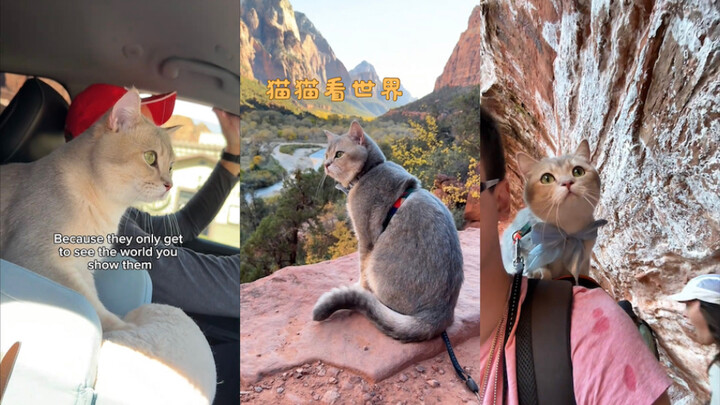 Kucing melihat dunia 🌏