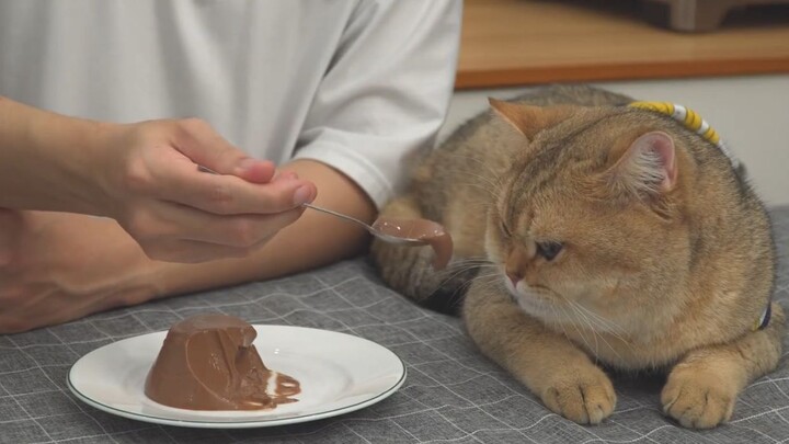 Si Gombal Bikin Sendiri Puding Cokelat Lembut, Halus, dan Segar Manis | Tutorial Dessert | Pendingin