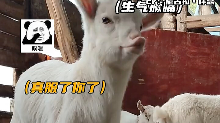 This little sheep must surf the internet a lot—so on top of current events!