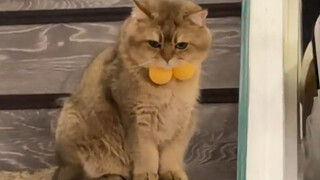 Can I undo my cat's sterilization?