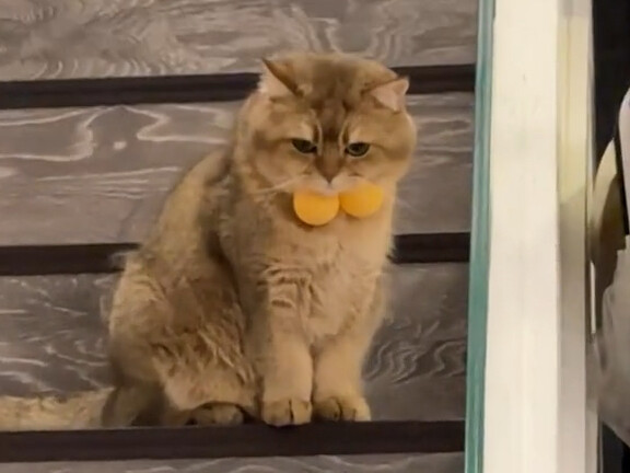 Can I undo my cat's sterilization?