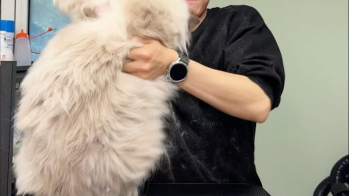 Who would have thought the fattest Ragdoll cat would be mine?