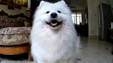【Pet】My Lovely Samoyed