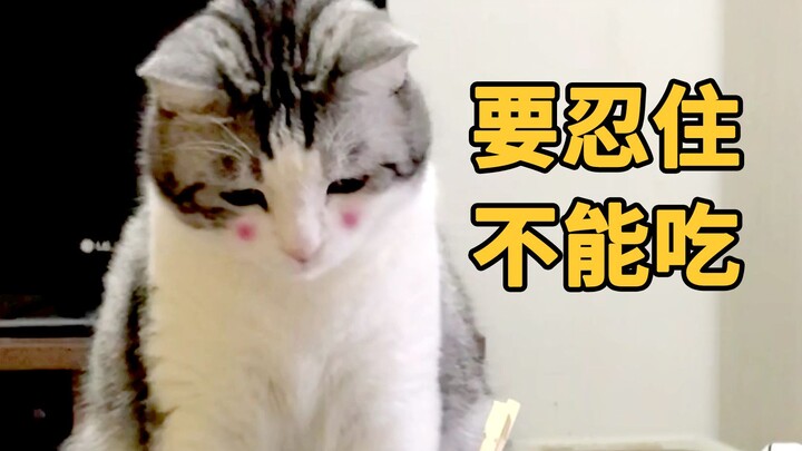 แอบสังเกต แมวสองตัวจะอดใจไม่กินอาหารของมนุษย์ได้ไหมนะ?