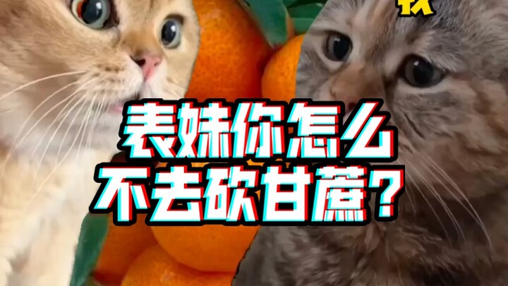 Aren’t you going to peel the sugar tangerines? Aren’t you going to cut the sugarcane?