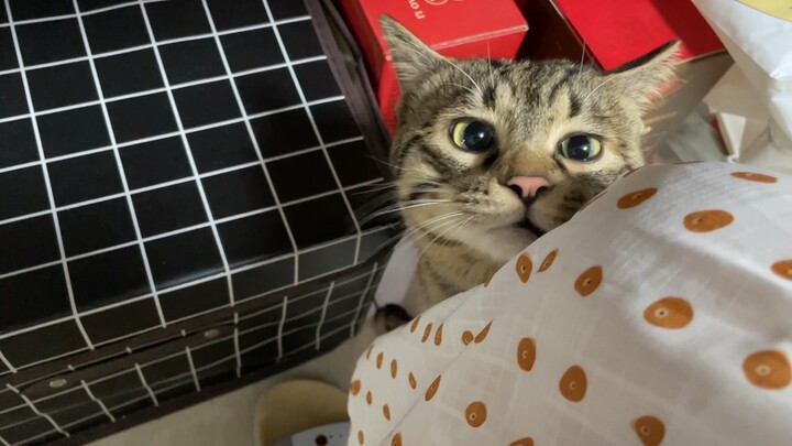 Don’t think that just because you’re cute, you can go sticking your nose under other people’s skirts