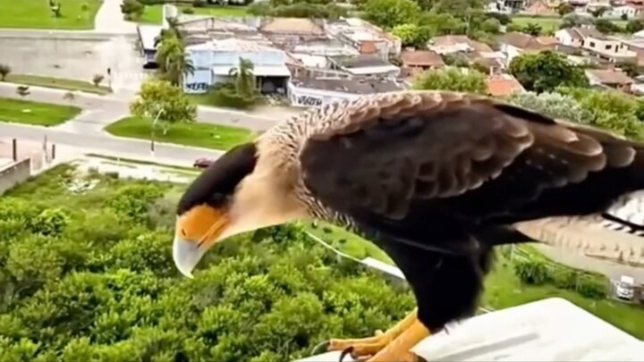 Burung membawa hadiah untuk pria baik #foryou