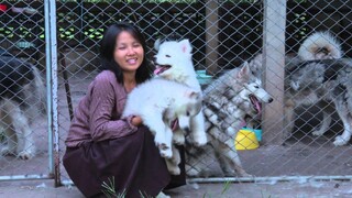 ฟาร์มสุนัขไซบีเรียน ทุกทิศ ทั่วไทย