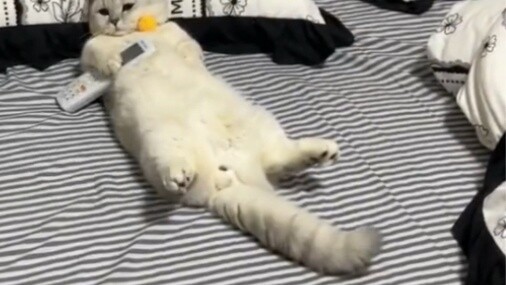 Uncle Meow turned on the air conditioner while I was at work