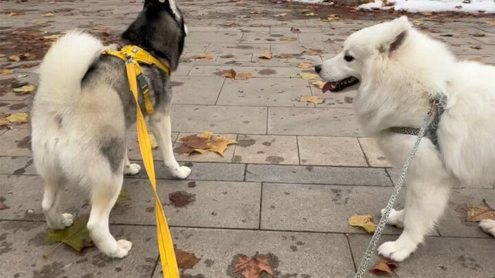 Sepertinya seekor anjing lebih tenang