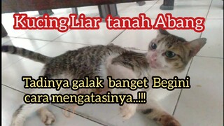 Cara Jinakin Kucing Galak ! Kucing Liar Tanah Abang meong-meong..!!!